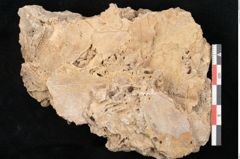 Foto (Detailansicht) von Fagus silvatica L. (NHMW-GEO-2024-0188-11362)